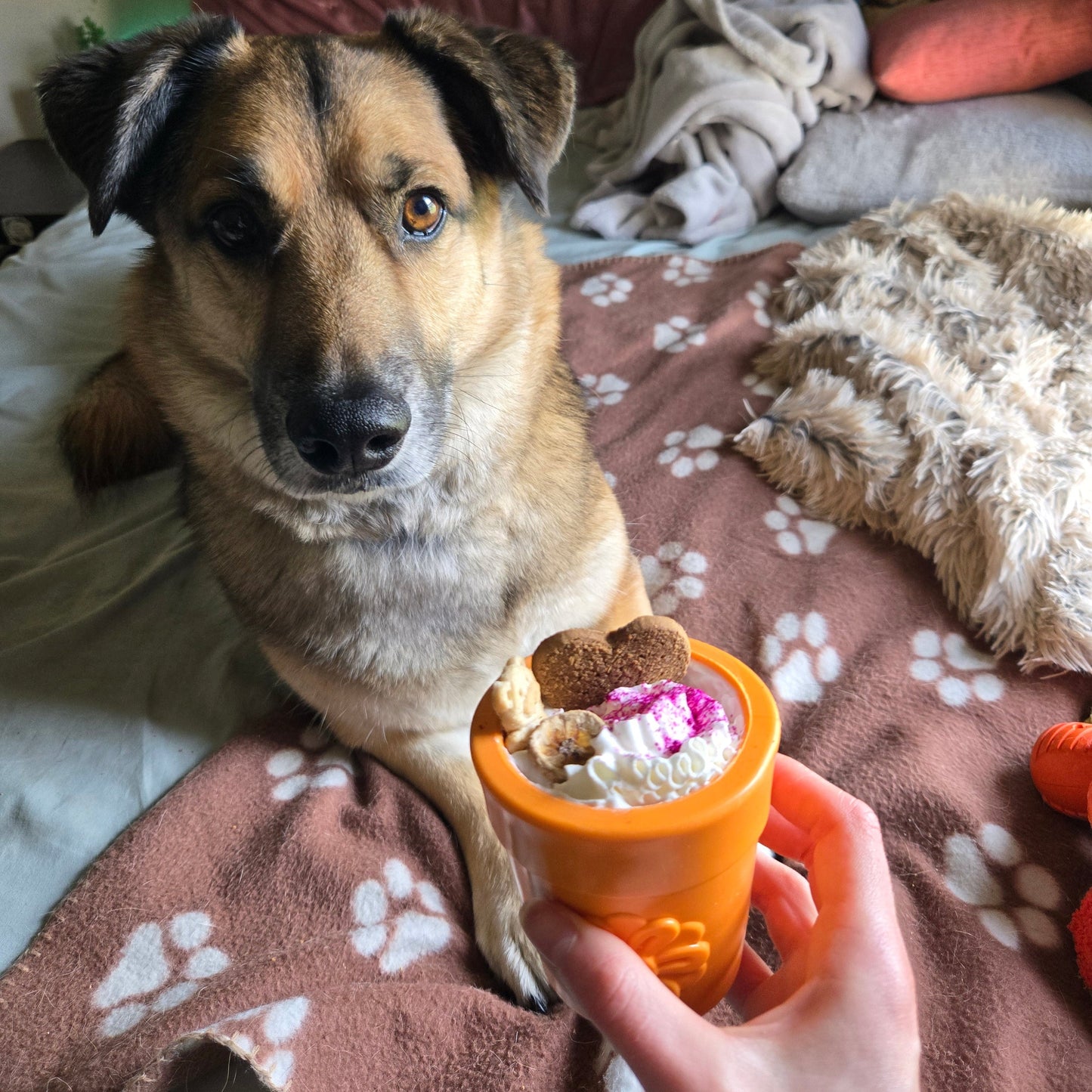 Dog Treat Dispensers