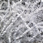 10 LB White Crinkle Paper